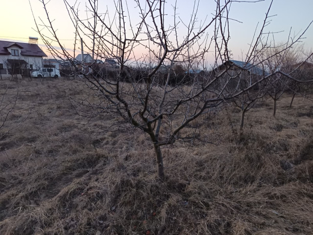 Teren  Valea Ursului  Casuta cu furaje 600mp  161312
