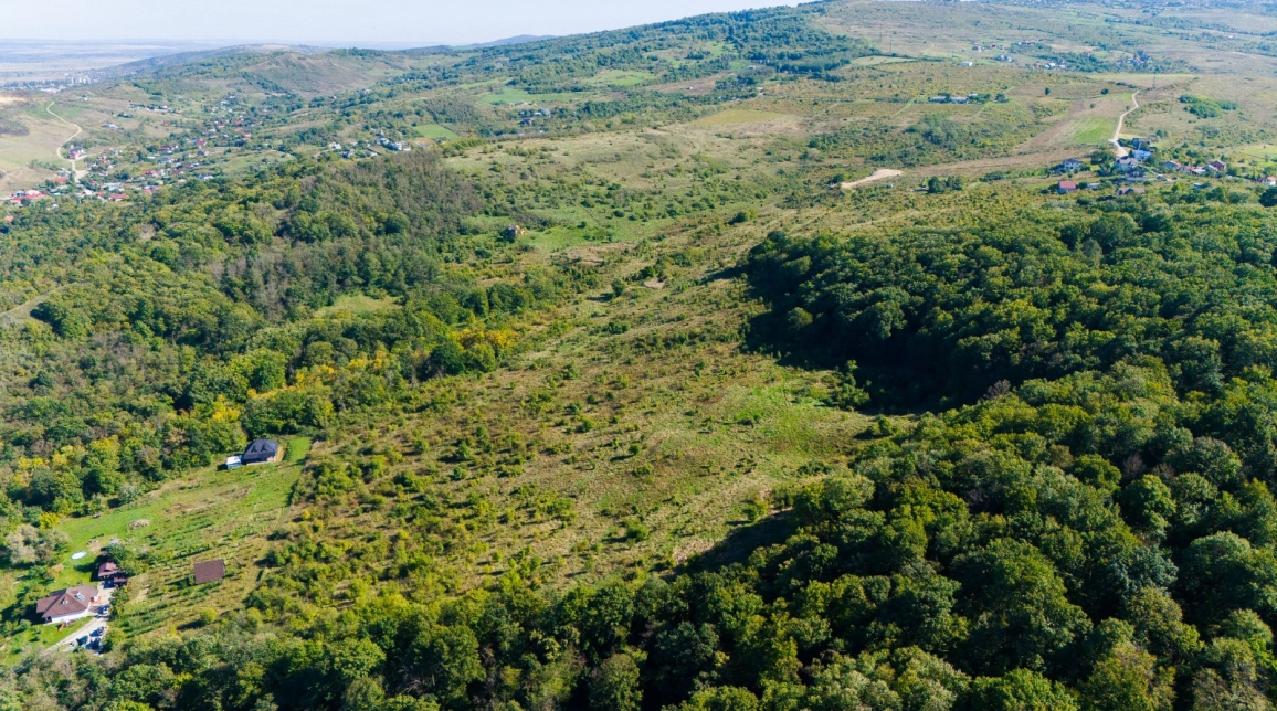 Oferta Teren Bucium la 1.5 km in Soseaua Bucium - Plopii fara Sot 113783 mp  imagine 5